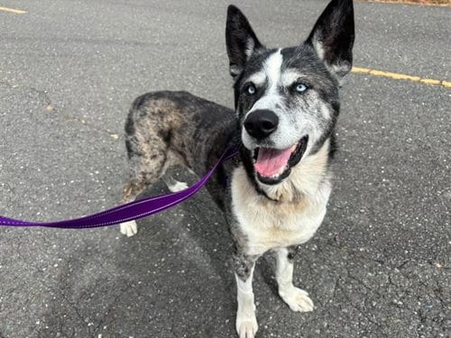 Photo of Blue, adoptable senior Akita in McKinleyville, California
