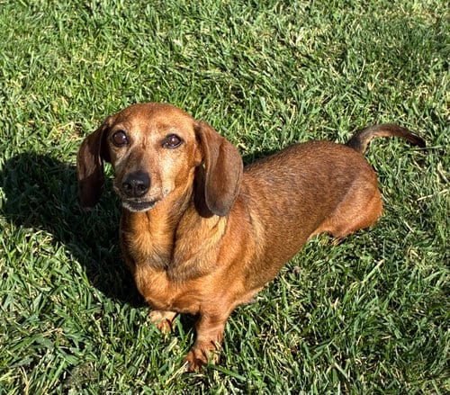 Photo of Breanne, adoptable senior Dachshund in Hesperia, California