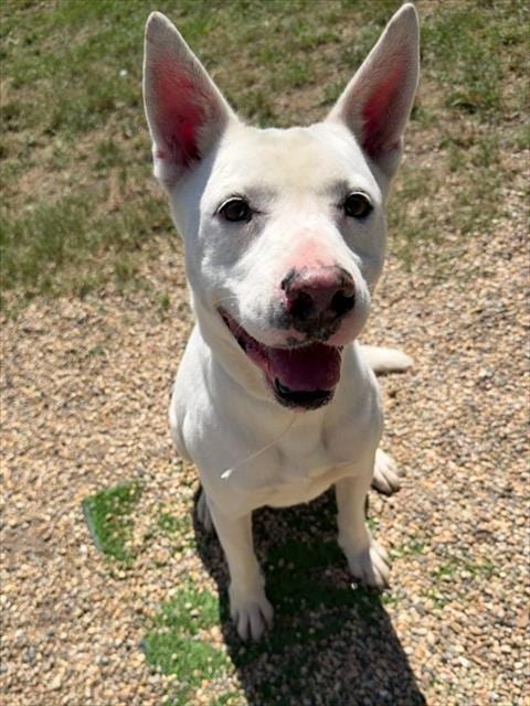 Photo of Maggie, adoptable senior Australian Cattle Dog/Blue Heeler in Conroe, Texas