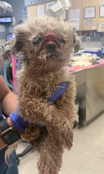 Photo of Coco, adoptable senior Maltese in Riverside, California