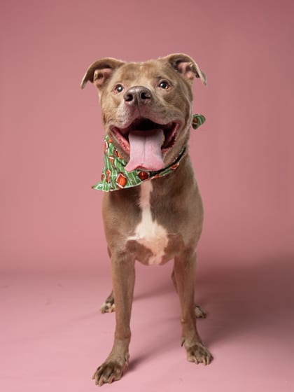 Photo of John, adoptable senior dog in Atlanta, Georgia