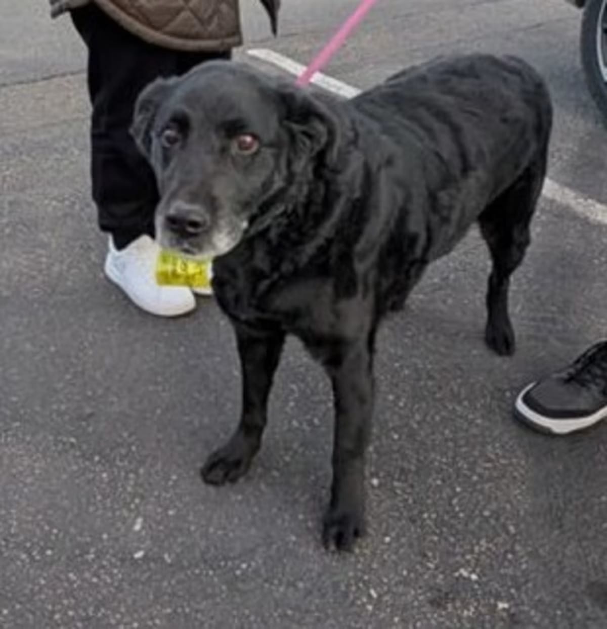 Photo of Mila, adoptable senior Labrador Retriever in Denver, Colorado