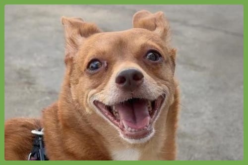 Photo of Lucy, adoptable senior Chihuahua in Amherst, Massachusetts