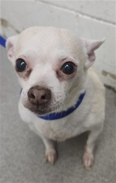 Photo of Lourdes, adoptable senior Chihuahua in San Bernardino, California
