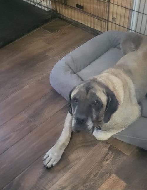 Photo of Franny, adoptable senior Mastiff in Edmond, Oklahoma