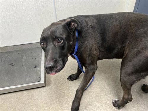 Photo of Sweetie, adoptable senior Pit Bull Terrier in HESPERIA, California