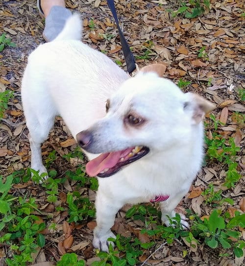 NASH, adoptable senior Chihuahua in Tampa, FL