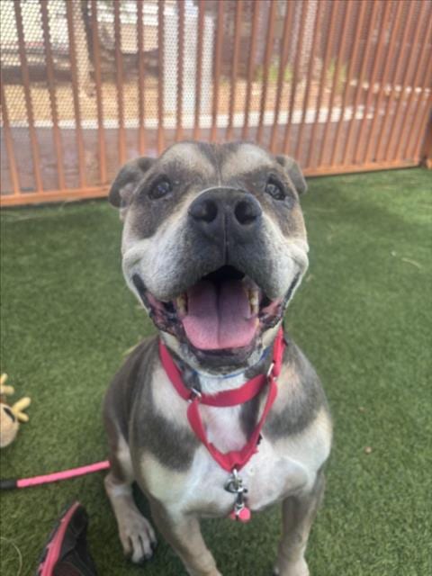 Photo of Walter, adoptable senior American Bulldog in Las Vegas, Nevada