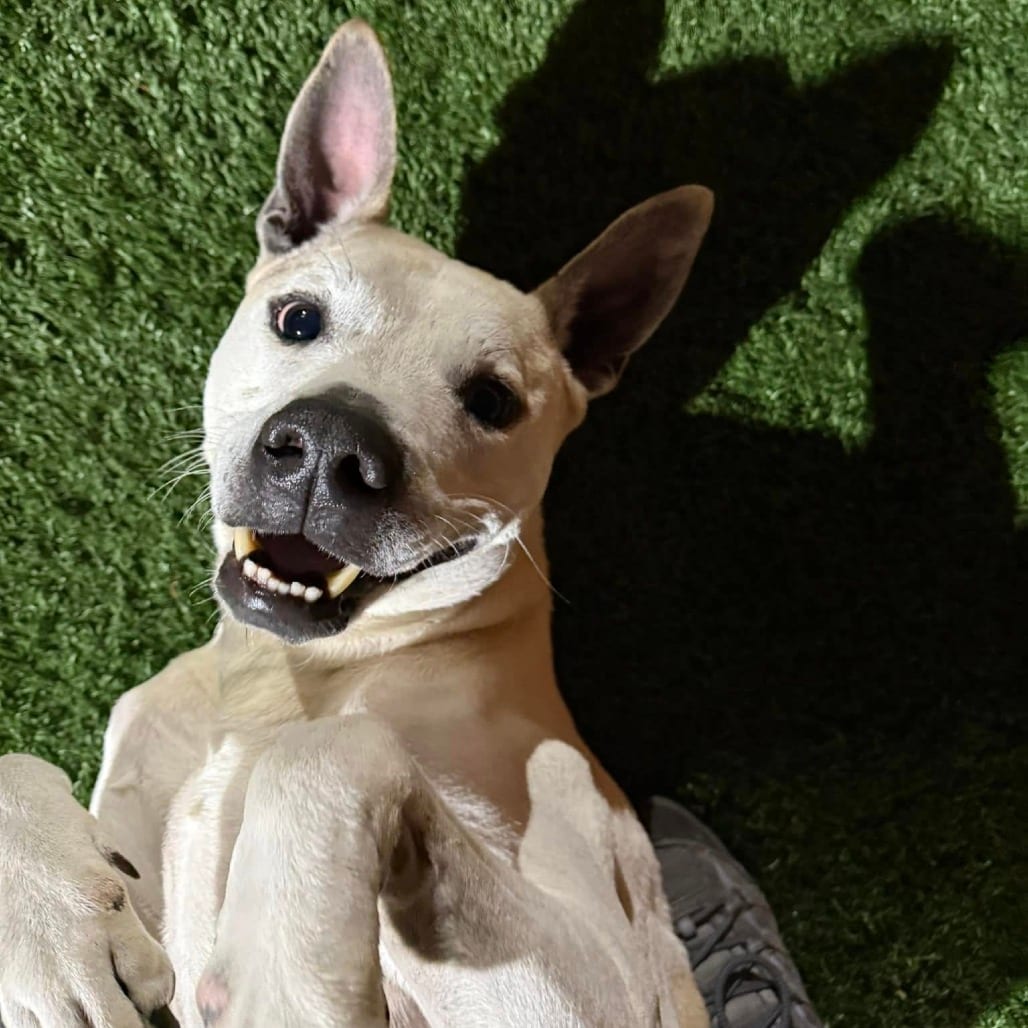 Photo of Soldier (fka Despacito), adoptable senior Mixed Breed (Large) in St. Louis, Missouri