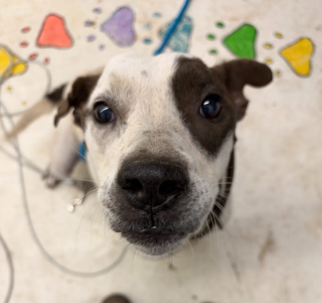 Photo of Rocket, adoptable senior Pit Bull Terrier in Chickamauga, Georgia