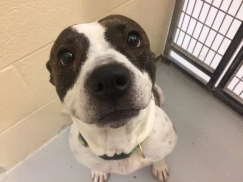 HAZELNUT, adoptable senior Pit Bull Terrier in Lawrence, KS