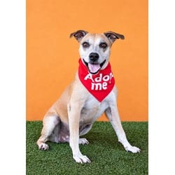 Photo of Daisy, adoptable senior Terrier (Unknown Type, Medium) in Doral, Florida