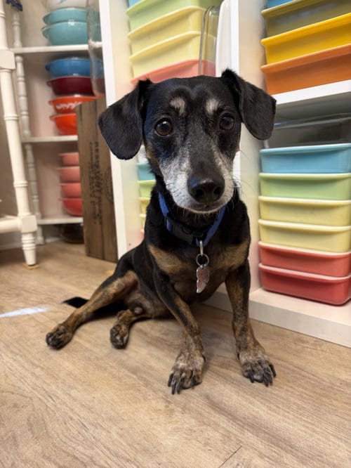Photo of Charlie, adoptable senior Dachshund in Tampa, Florida