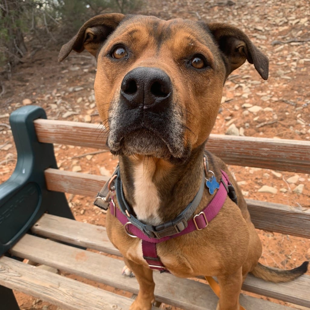 Photo of Ember, adoptable senior Terrier, American Staffordshire / Shepherd in Kanab, Utah