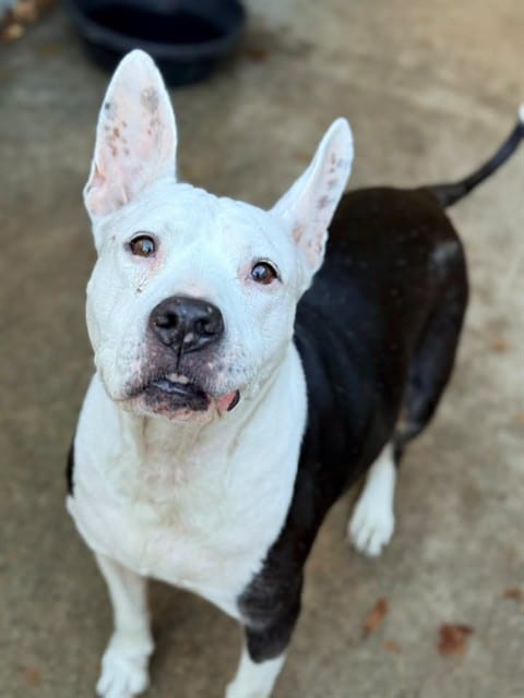 Photo of Queenie, adoptable senior American Pit Bull Terrier mix in Chicago, Illinois