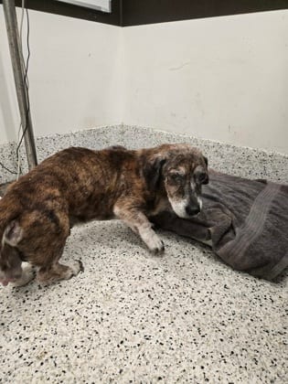 Photo of Roja, adoptable senior dog in Atlanta, Georgia