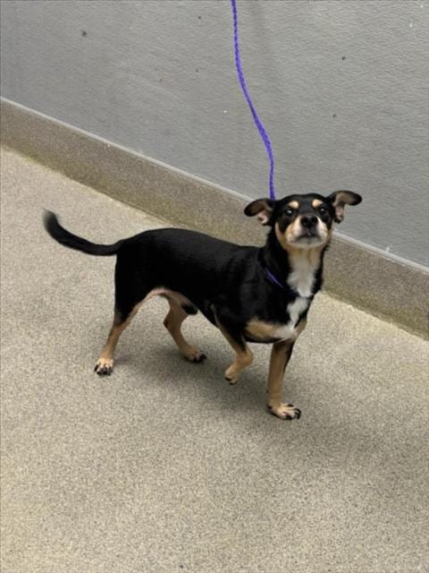 Photo of Rocco, adoptable senior Chihuahua in Las Vegas, Nevada