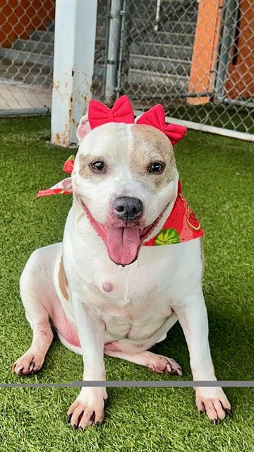 Photo of Layka, adoptable senior American Bulldog in Miami, Florida