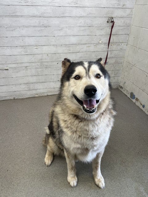 Photo of Dakota, adoptable senior Siberian Husky in San Bernardino, California