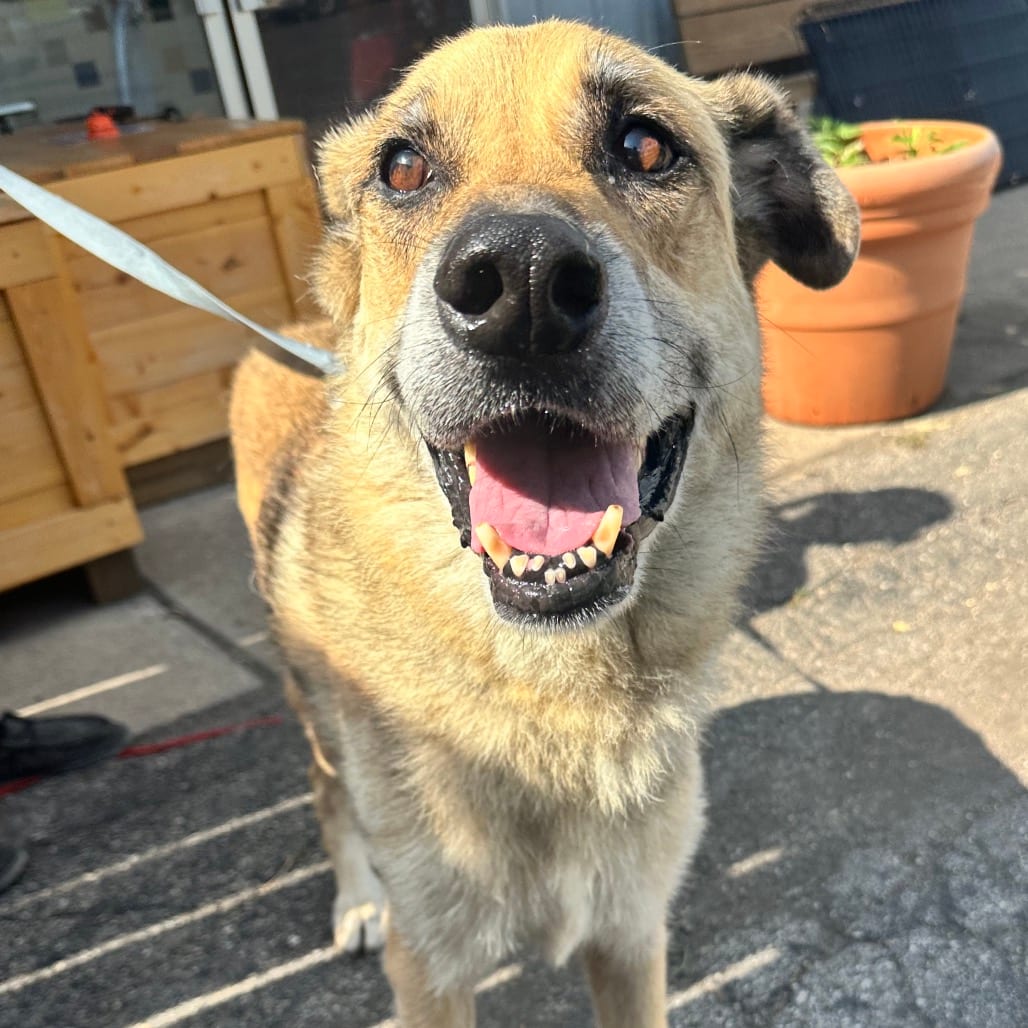 Photo of Ol' Roy FC ES, adoptable senior Shepherd, German / Mixed Breed (Large) in Union, Missouri