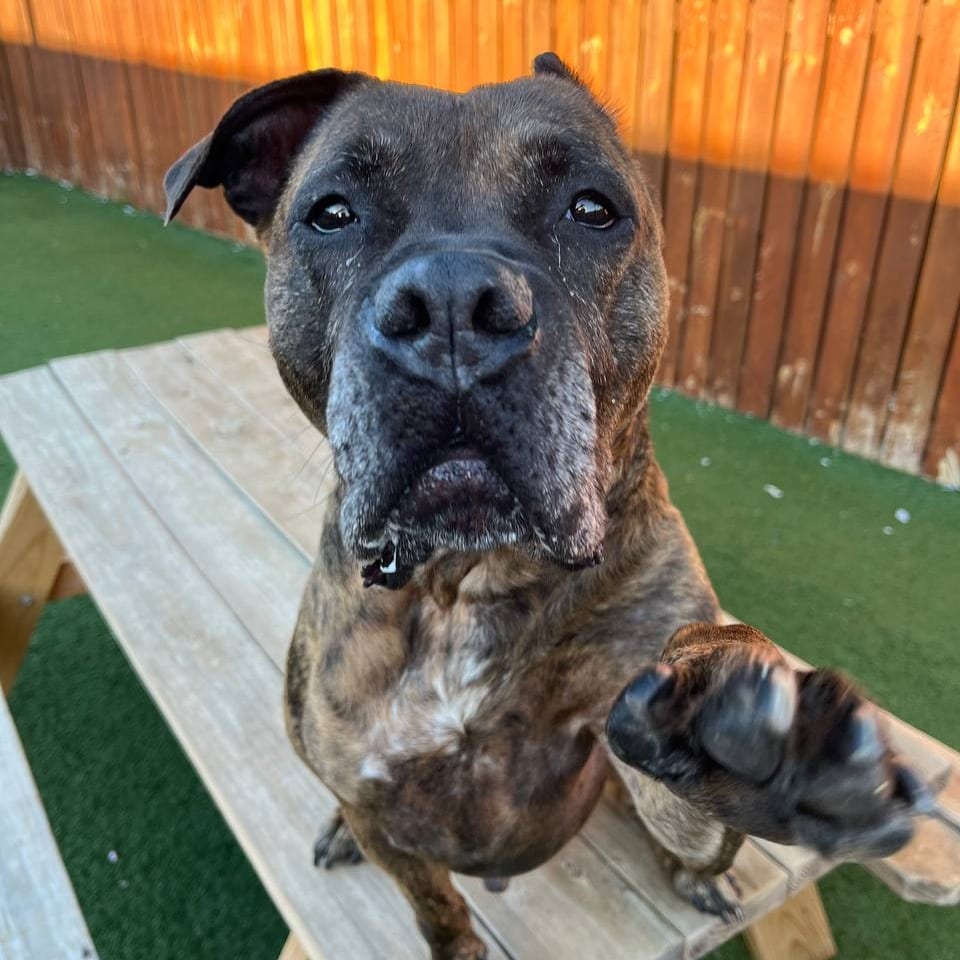 Photo of Honey Bee, adoptable senior Mastiff / Mix in St. Louis, Missouri