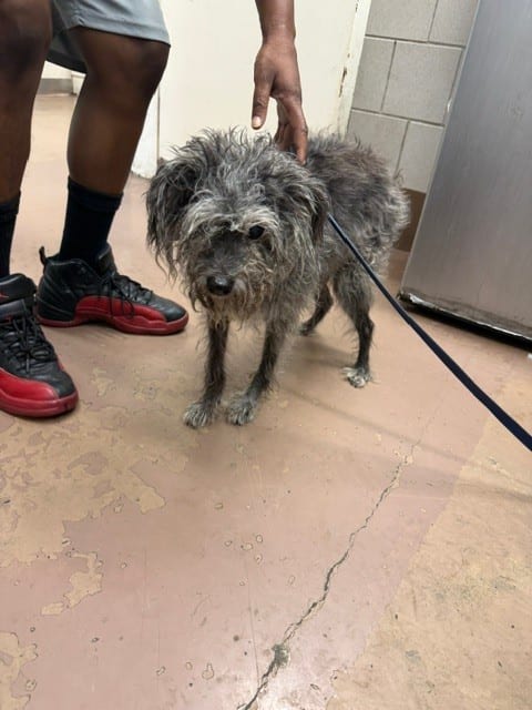Photo of Knight, adoptable senior Schnauzer - Miniature in Chicago, Illinois