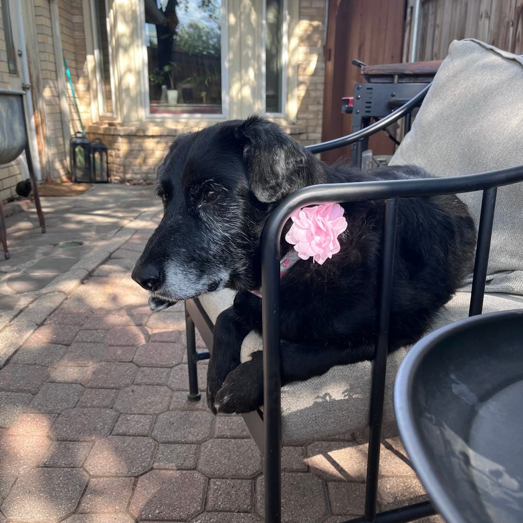 Photo of Greta, adoptable senior Mixed Breed (Medium) in Dallas, Texas