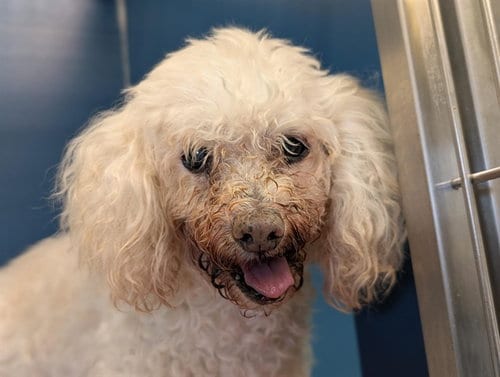 Photo of Elsa, adoptable senior Poodle (Miniature) in Camarillo, California