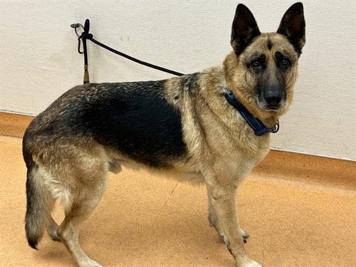 Photo of Riley, adoptable senior German Shepherd Dog in Martinez, California