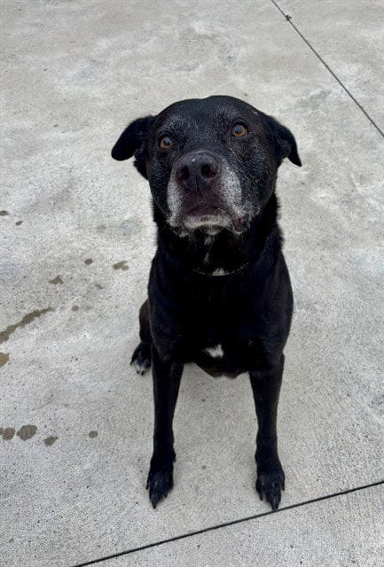 Photo of Letterman, adoptable senior Labrador Retriever in Center Township, Pennsylvania