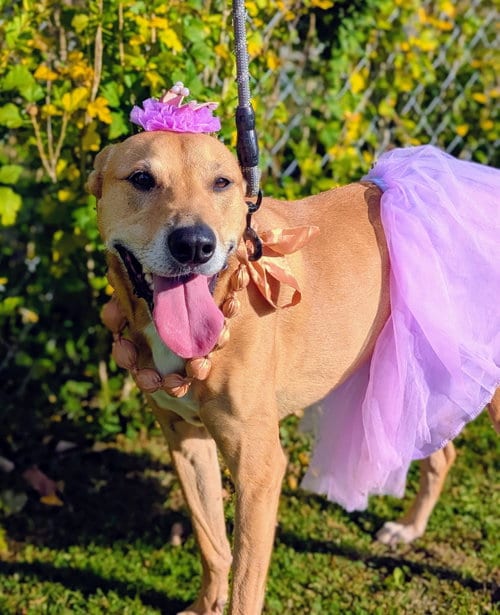 Photo of Puddin-Gentle & Loyal Girl, adoptable senior German Shepherd Dog in Rootstown, Ohio