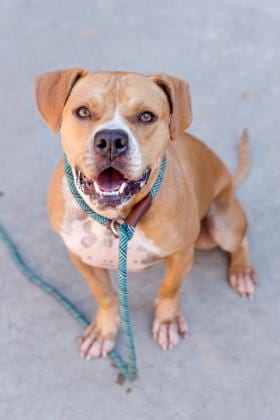 Photo of Ashlynn, adoptable senior dog in Chamblee, Georgia