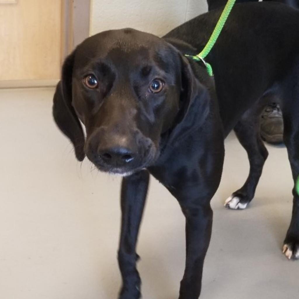 Photo of Mellow Yellow, adoptable senior Mixed Breed (Medium)