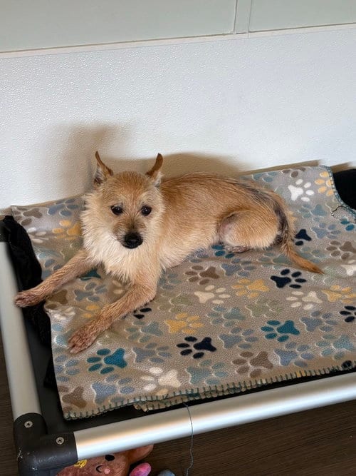 Photo of Reggie, adoptable senior Terrier in oakland, Florida