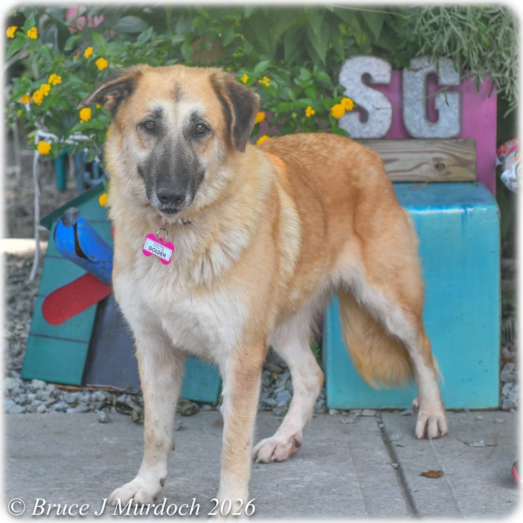 Photo of Golden, adoptable senior Shepherd, German in Wake Forest, North Carolina
