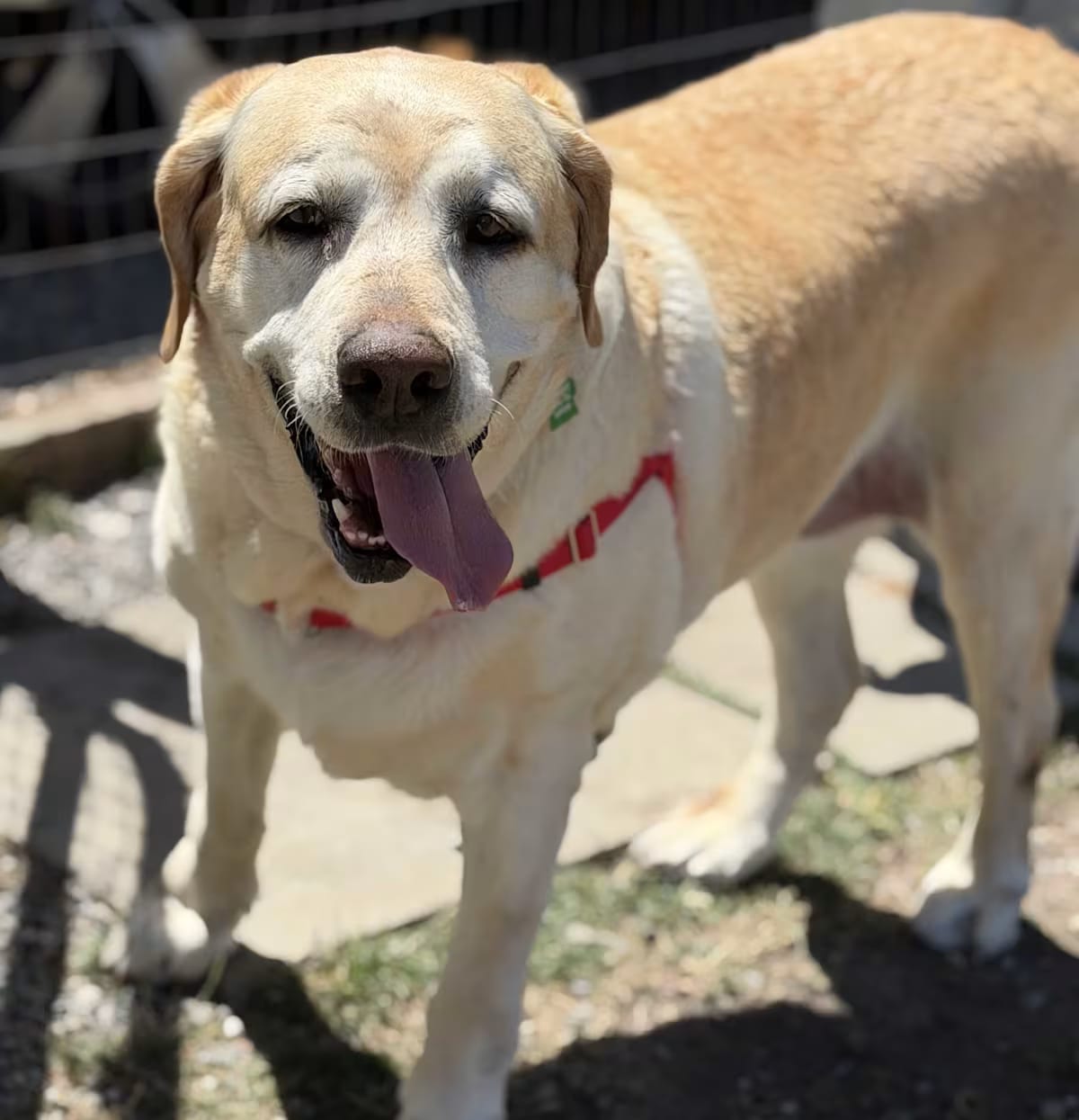 Photo of Maya, adoptable senior Labrador Retriever in Petaluma, California