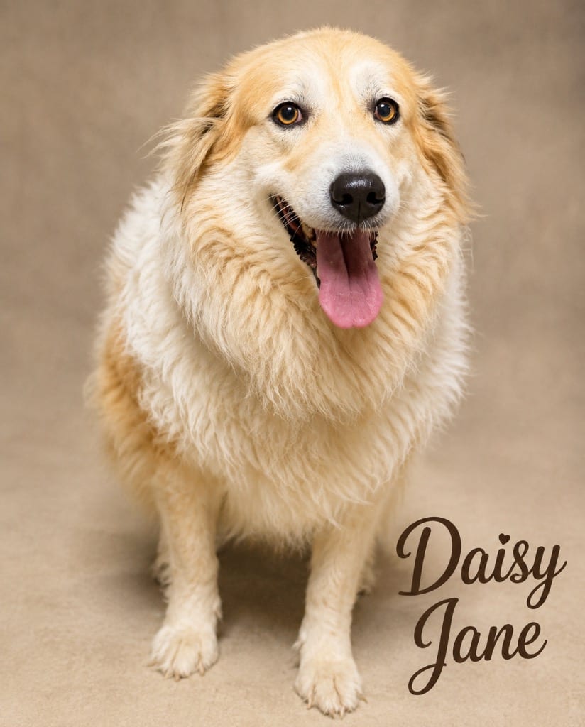 Photo of Daisy Jane, adoptable senior Golden Retriever in Crossville, Tennessee
