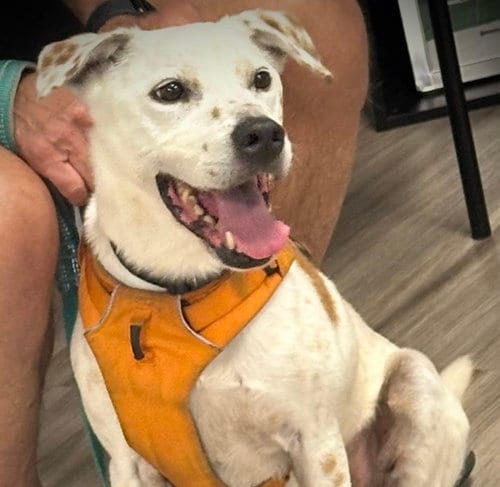 Fedele, adoptable senior Pit Bull Terrier in Alpharetta, GA