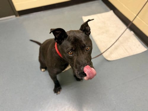 Photo of Kratos, adoptable senior American Pit Bull Terrier in Denver, Colorado