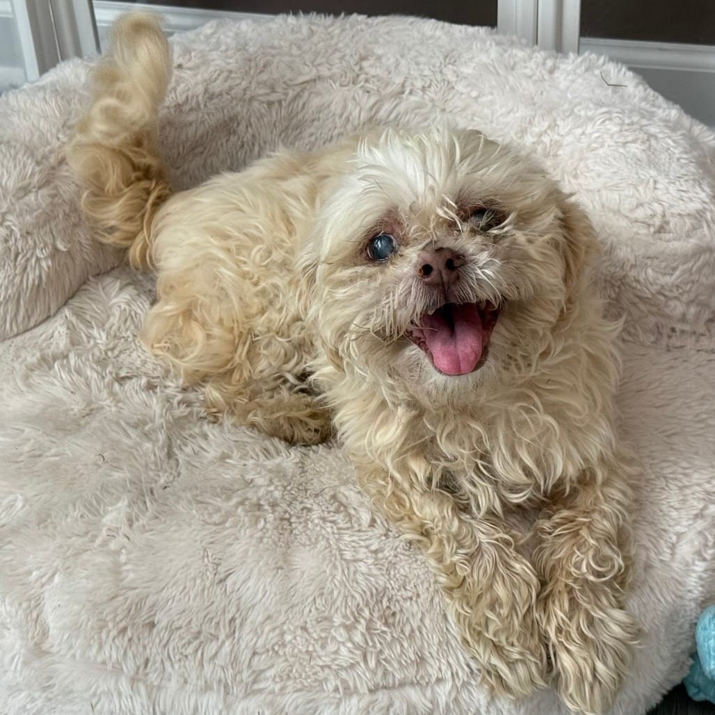 Photo of Miso, adoptable senior Shih Tzu in Raleigh area, North Carolina
