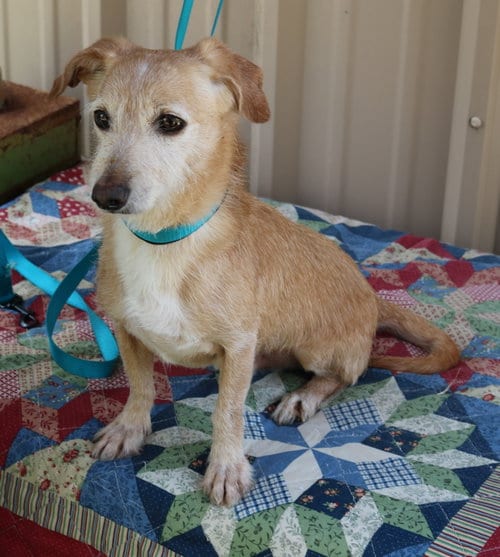 Photo of Drummer, adoptable senior Dachshund in Bandera, Texas