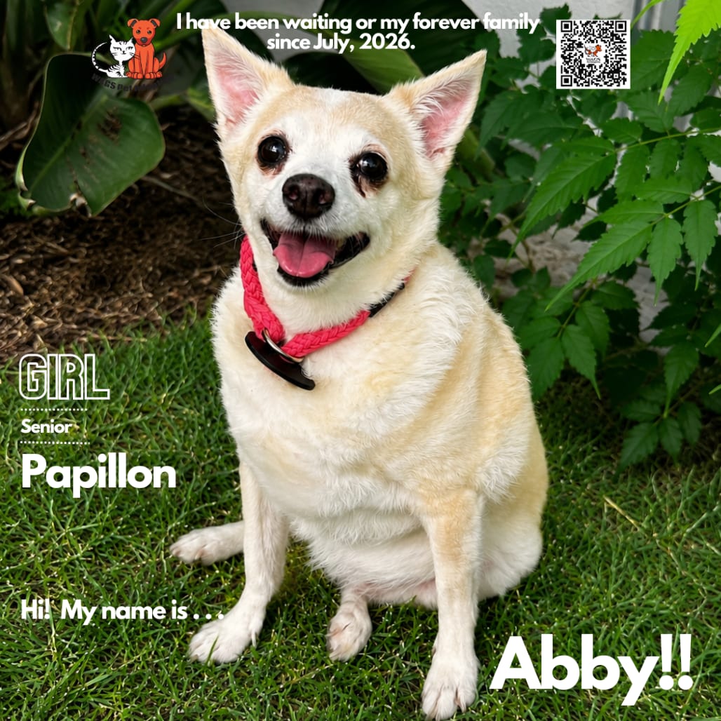 Photo of Abby, adoptable senior Papillon in Westminster, California