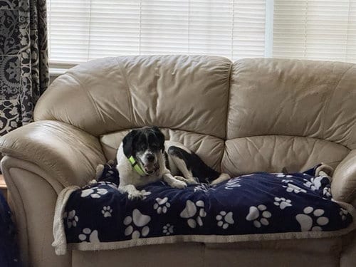 Photo of Milo, adoptable senior English Springer Spaniel in Ocala, Florida