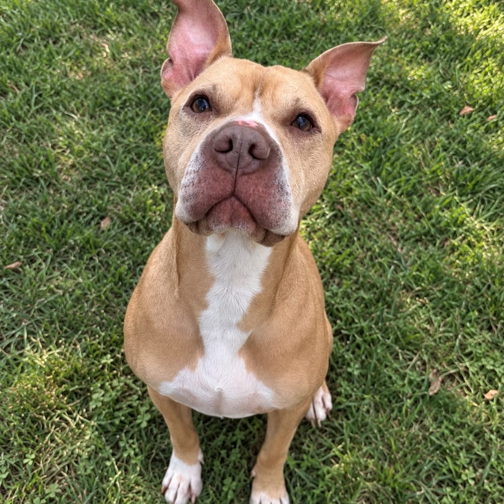 Photo of Babe, adoptable senior Terrier, American Pit Bull / Mix in Wadena, Minnesota