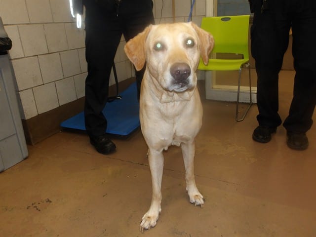 Photo of Buddy, adoptable senior Labrador Retriever in Chicago, Illinois