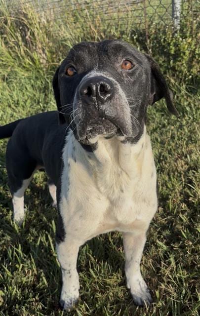 Photo of Skinner, adoptable senior American Bulldog in Rosenberg, Texas