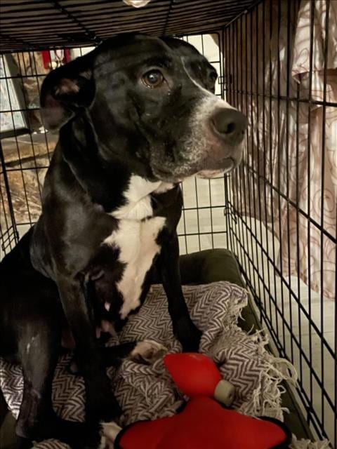 Photo of Lisa Dede, adoptable senior Staffordshire Bull Terrier in Houston, Texas