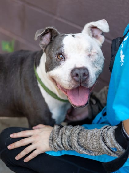 Photo of Alice Cooper, adoptable senior dog in Chamblee, Georgia