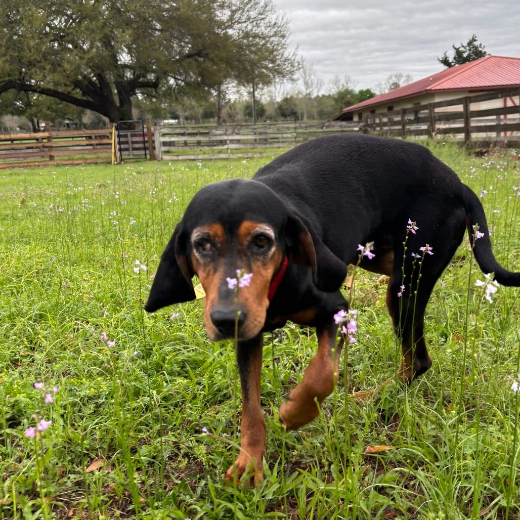 Photo of Lorelai, adoptable senior Hound, Black and Tan Coonhound in Gainesville, Florida