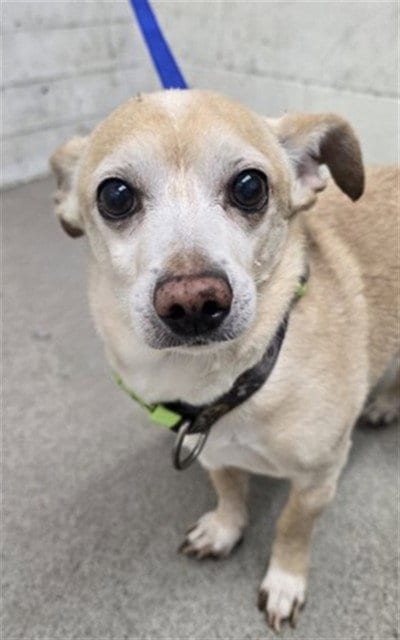 Photo of Alakazam, adoptable senior Chihuahua in San Bernardino, California